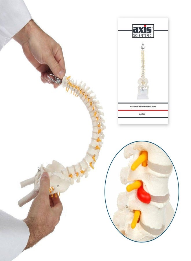 Axis Scientific Miniature Spine Anatomy Model, 15.5" Mini Vertebral Column Model Details Vertebrae, Spinal Nerves, Lumbar & Pelvis - Includes Stand, Product Manual, - Image 3
